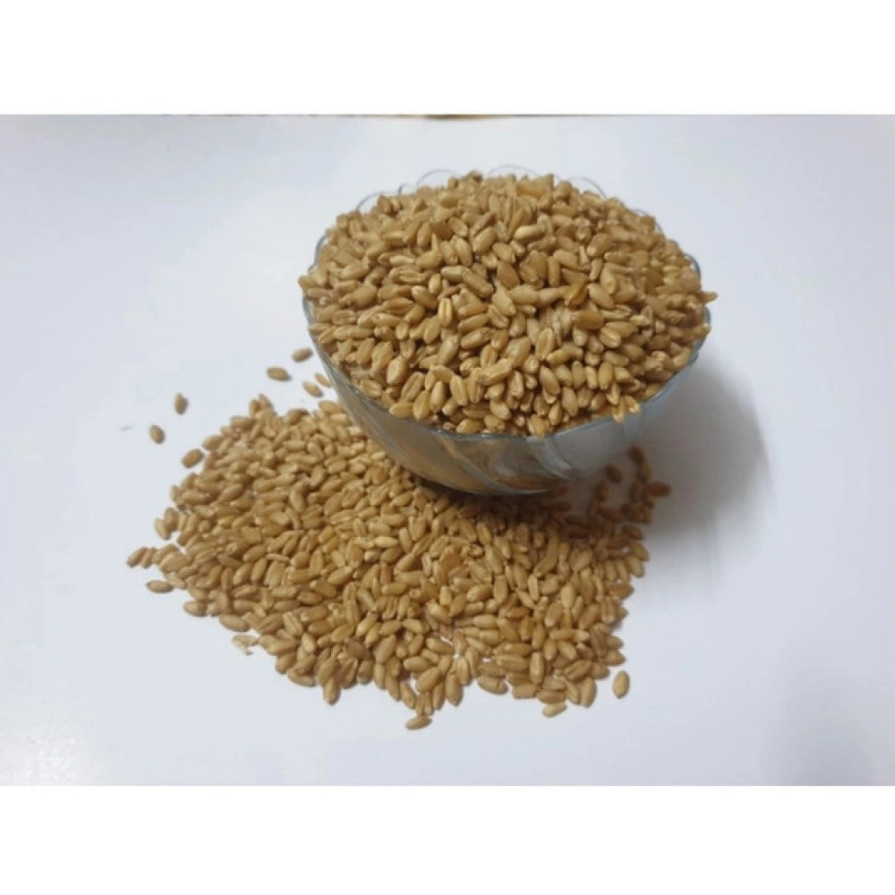 Wheatgrass Microgreen Seeds – Easy To Grow