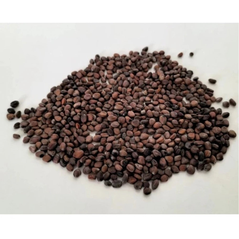 Sango Radish Microgreen Seeds – Quick Harvest