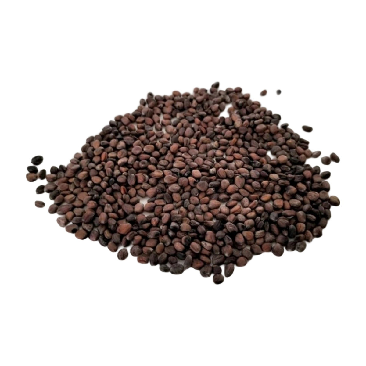Sango Radish Microgreen Seeds – Quick Harvest AllQwik