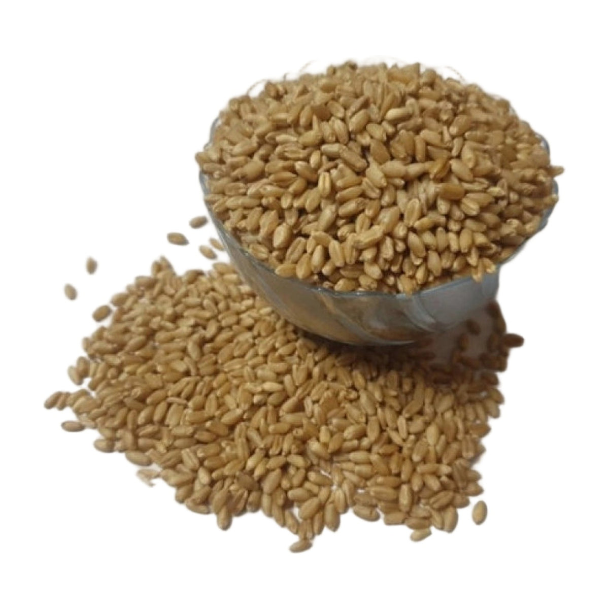 Wheatgrass Microgreen Seeds – Easy To Grow AllQwik